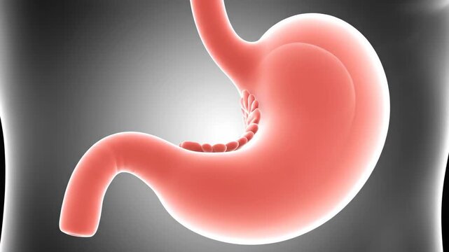 3D Human Stomach Model Rotating - Digestive Organ Anatomy Visualization