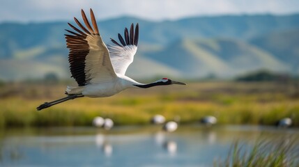 Obraz premium Red-crowned crane flying over wetland with mountains in background, elegant white bird in flight over marsh landscape