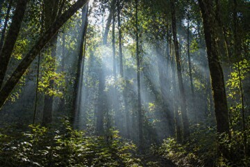 Fototapeta premium Sunlight Rays Through Forest Trees With Natural Atmosphere