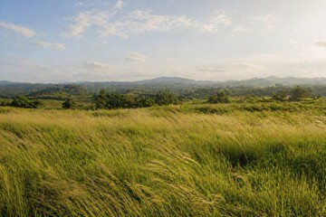 Fototapeta premium Open Grassland Field With Natural Landscape View