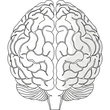 Minimalist line art vector of a human brain with light shading accents