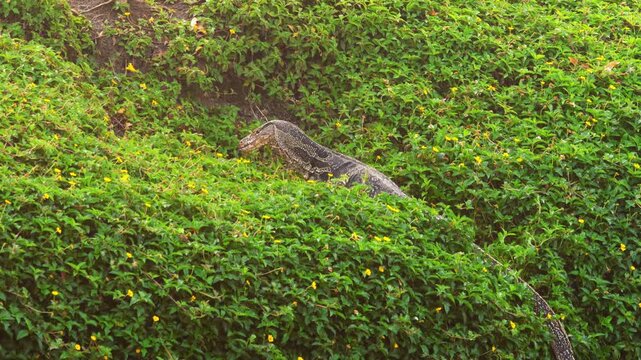 A giant monitor lizard eats its prey on the bank of a water canal near Bangkok.