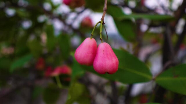 Ripe wax apple fruits hanging on tree branch macro video