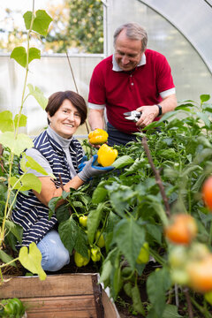 Elderly couple gathering bell peppers in box together in garden greenhouse