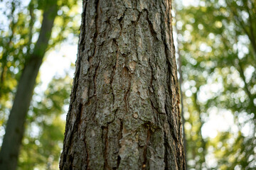 Obraz premium Pine tree bark texture in green forest