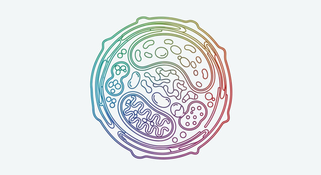 Colorful Outline of Animal Cell Diagram with Organelles on White Background