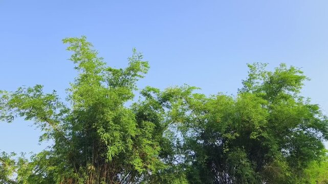 Windy green bamboo leaves on trees top in the spring forest.