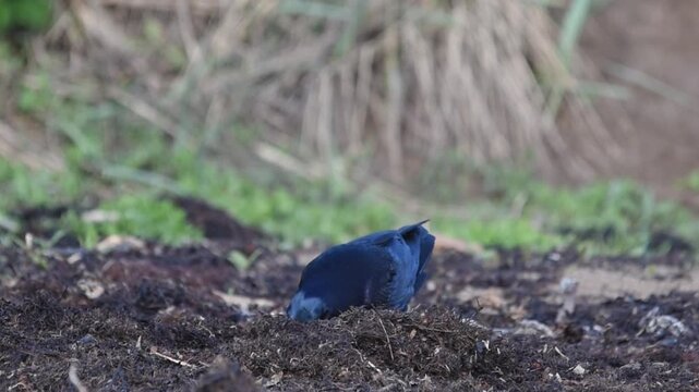 rook corvid birds on sandy beach picking seaweed on a sunny bright day
