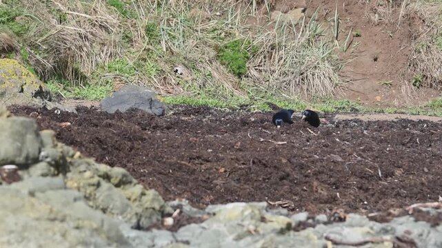 rook corvid birds on sandy beach picking seaweed on a sunny bright day