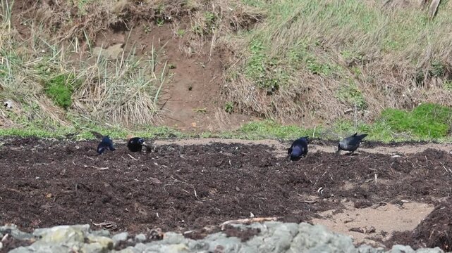 rook corvid birds on sandy beach picking seaweed on a sunny bright day