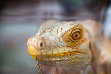 Fototapeta premium Macro view of pale orange iguana head showing reptile texture, eye detail and natural pattern.