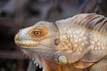 Fototapeta premium Close up portrait of albino iguana with detailed scales and sharp golden eye against soft blurred background.