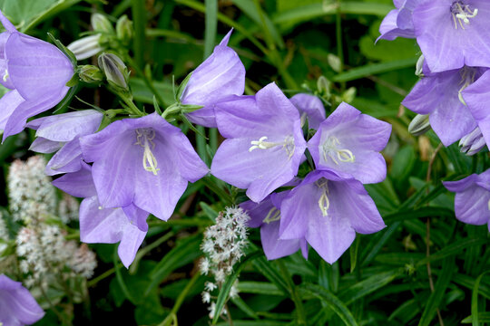 Campanules violettes en floraison