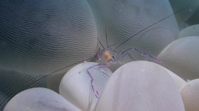 Bubble coral shrimp moving antennas and legs on bubble coral