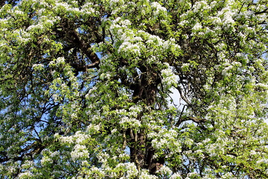 Bl&uuml;hender Birnbaum in einem Garten