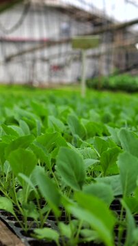 Numerous young green cabbage seedlings sprouting from the soil in germination trays inside a large, modern greenhouse, showcasing the initial stages of agricultural plant cultivation