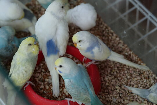 A group of colorful budgerigars feeding from a red bowl inside a pet enclosure.