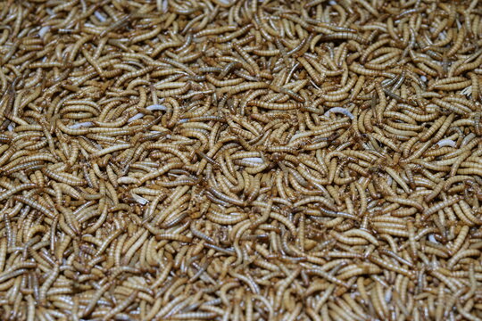 Mealworms used as high-protein live feed for a colorful pet bird or reptile.
