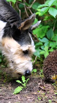 Close up of a small, curious terrier sniffing cautiously at a wild hedgehog curled up for protection on the ground amidst lush green foliage in a natural garden environment