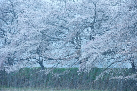 長野県須坂市の鮎川沿い、雪景色の中に咲き誇る満開の桜並木と幻想的な春の風景