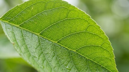 Fototapeta premium Minimalist Macro Texture of Fresh Leaf Surface in Daylight