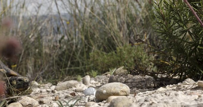 Spur-thighed tortoise walking on arid Mediterranean ground with rosemary, gypsum habitat, Murcia, Spain, 4K