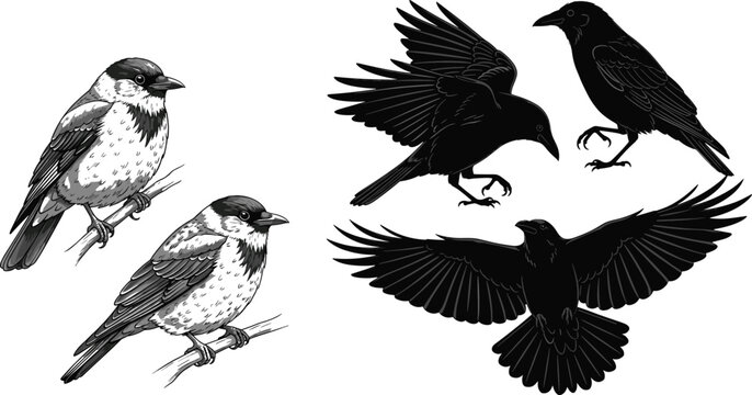 Detailed Sketch and Silhouette Set of Sparrows and Flying Crows, Hand Drawn and Flat Style Bird Collection Vector Illustration