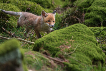 Fototapeta premium Cute red fox cub walking on green moss in the forest. Adorable young predator exploring the wild nature in spring. Small kit in its natural habitat looking at the camera.