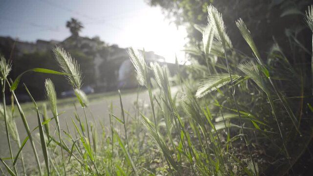 Eco-friendly tramway passing through lush green urban park with flowers