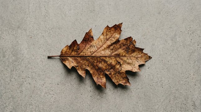 Minimalist Top View of Dry Leaf Texture on Neutral Earthy Background