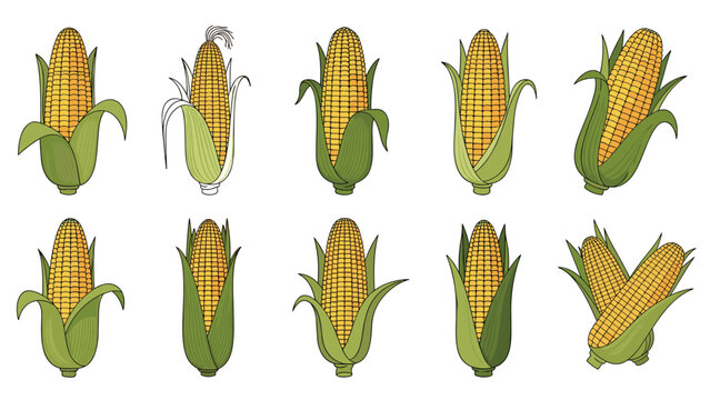 Set of various corn on the cob illustrations showing different husking stages and kernels in a vintage woodcut style.