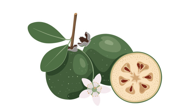 Detailed illustration of whole and sliced feijoa fruits with a flower and green leaves on a clean white background.