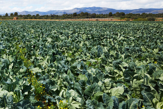 Large green cabbage field stretching across rural farmland with mountains in the background. Agricultural landscape with fresh vegetable crops growing under natural daylight.