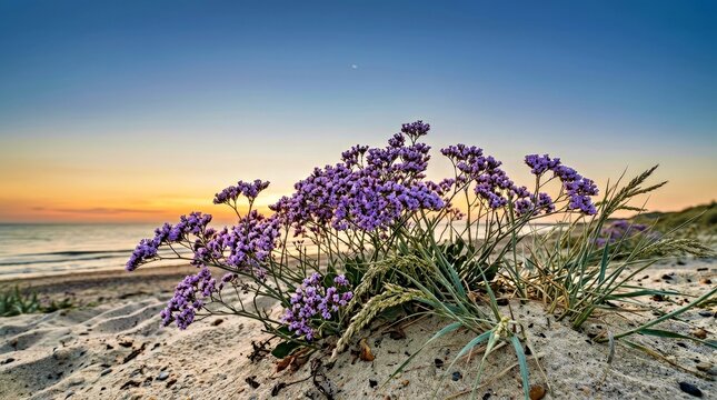Purple Sea Lavender Flowers on Sandy Beach at Sunset Coastal Landscape for Travel and Nature Stock Photography