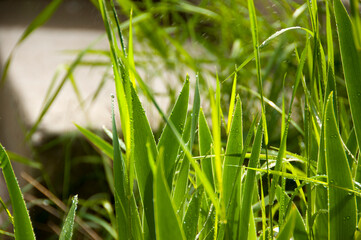 Obraz premium Nature background of meadow