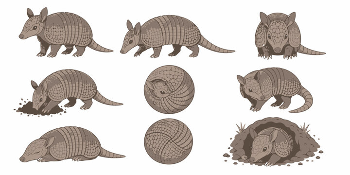 Armadillos dig burrows with claws in various poses and shells on ground