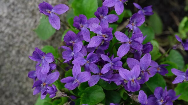 Wild purple violet flowers blooming among green leaves in nature.