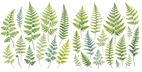 A charming watercolor set of fern leaves featuring fresh green botanical fronds with delicate natural details illustrated in a natural botanical style. © liana