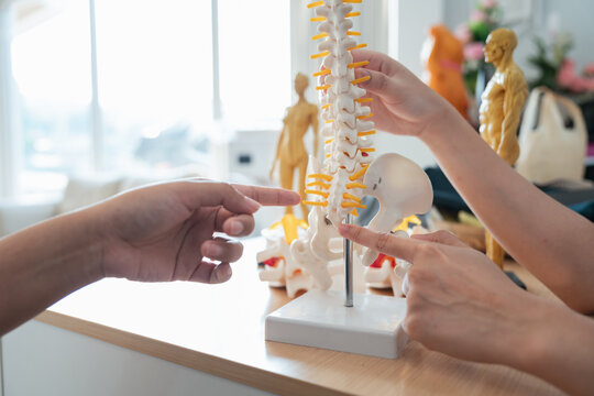 Spine model medical healthcare diagnosis doctor patient consultation back pain spine anatomy orthopedic clinic human skeleton pelvic bone vertebra physiotherapy treatment rehabilitation medical