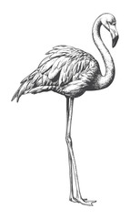 Highly Detailed Engraved Flamingo Bird Illustration for Tropical Summer Apparel and Exotic Resort Branding © Aglonema