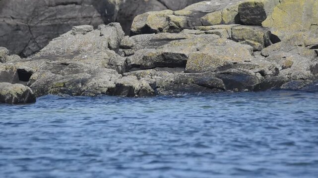 young seal scotland isle of may floating in water poking head out of water enjoying sun