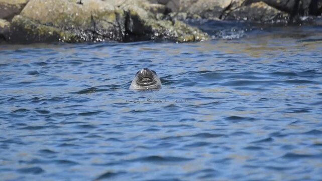 young seal scotland isle of may floating in water poking head out of water enjoying sun