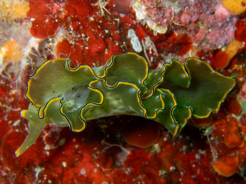 Nudibranch (Elysia marginata)