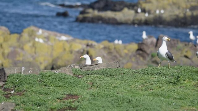 black backed gull on green grass of isle of may stormy weather sunny day sea marine seabird
