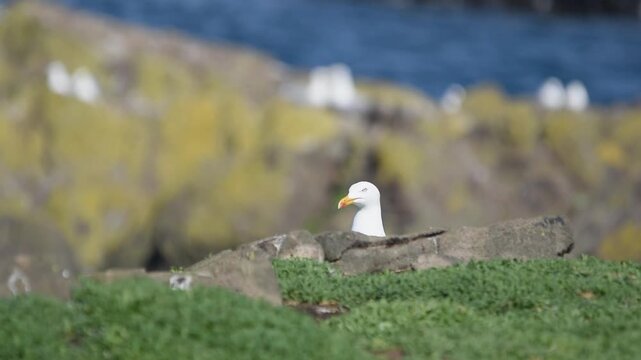 black backed gull on green grass of isle of may stormy weather sunny day sea marine seabird