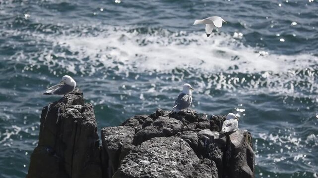 kittiwake gull bird resting on a cliff rock with a background of stormy sea waves frothing foaming splashes