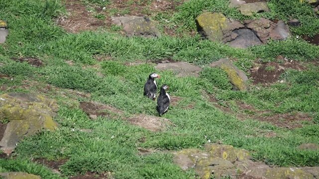 puffins scotland isle of may standing by the burrow sunny birds funny cute