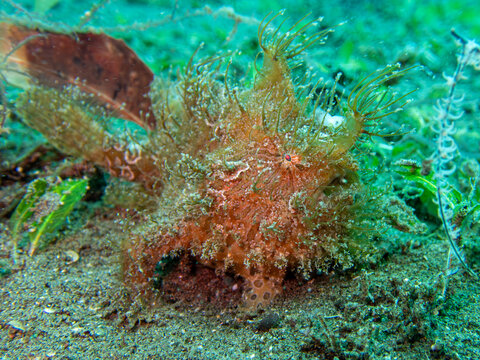 Hairy frogfish