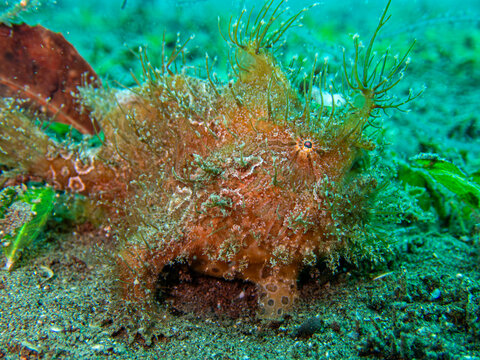 Hairy frogfish