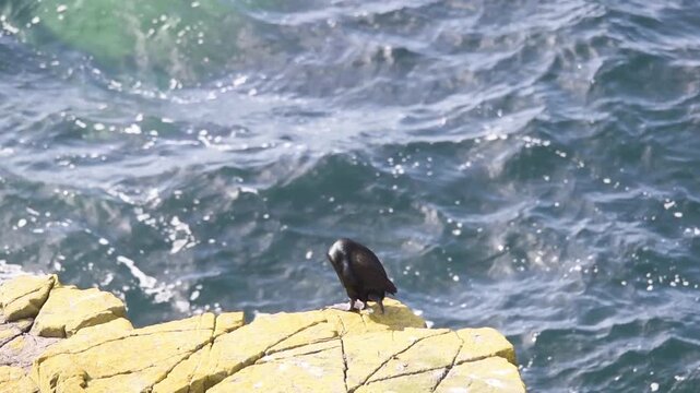 shag black bird sitting on a rocky cliff on a scottish isle of may in bright sunlight against a stormy sea with waves and foam